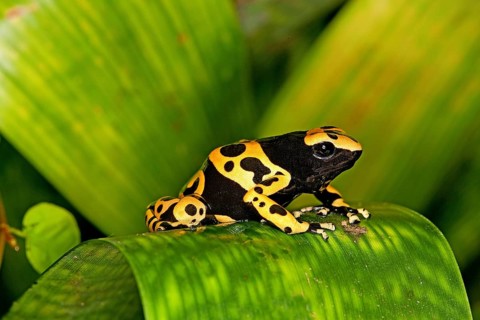 Yellow-banded pisson frog