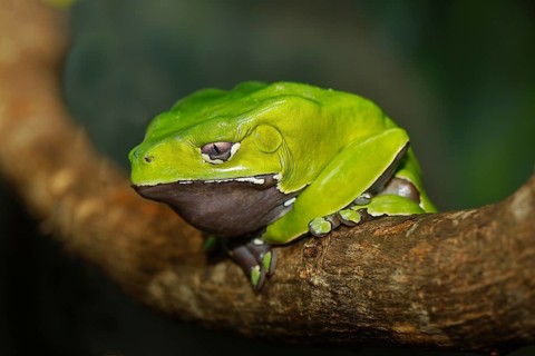 Giant monkey frog or Giant Leaf Frog