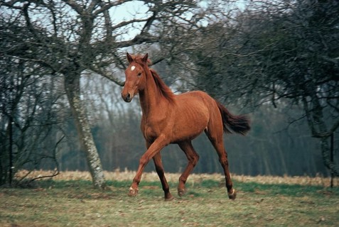 SELLE FRANCAIS HORSE