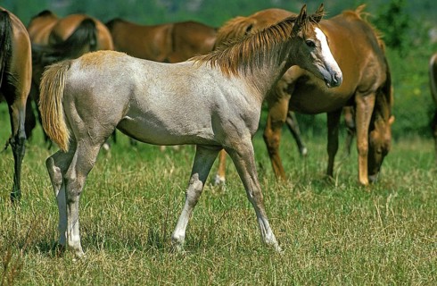 Anglo-Arabian horse
