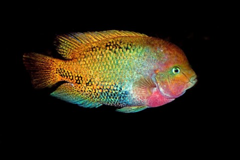 Paratheraps synspilum