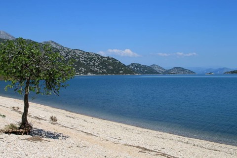 Beach with fig tree