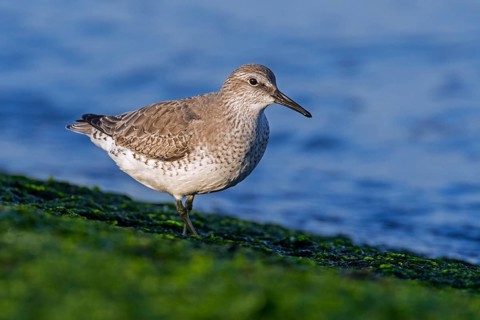 Red Knot