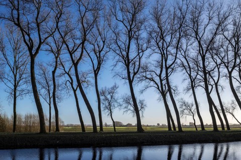 Silhouettes of leaning poplar trees on the edge of the Damse Vaart canal in winter near Damme