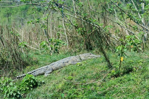 Mugger crocodile
