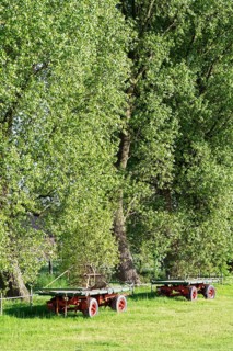 Agricultural trailers in front of black poplars
