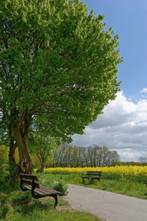 Bank at the wayside