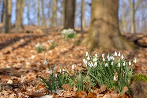 Common snowdrop