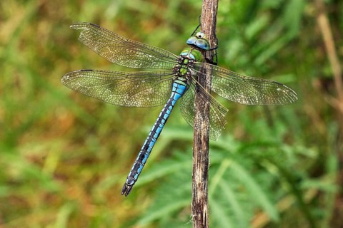 Large damselfly