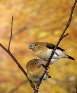 African Silverbill