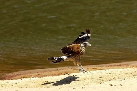 Yellow headed caracara
