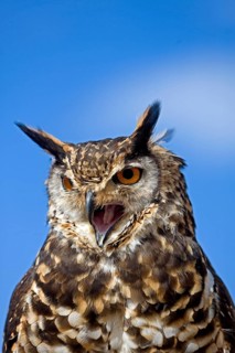 Cape Eagle Owl