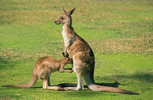 Eastern Grey Kangaroo