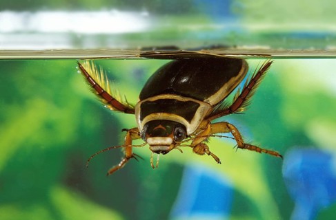 Great diving beetle