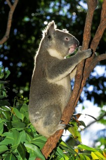 Koala