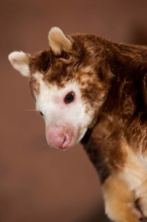 Matschie's tree kangaroo