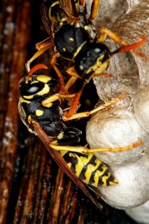Common wasp