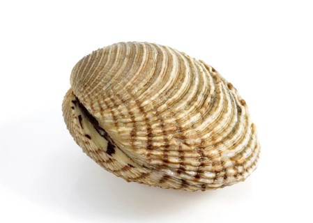 Shells