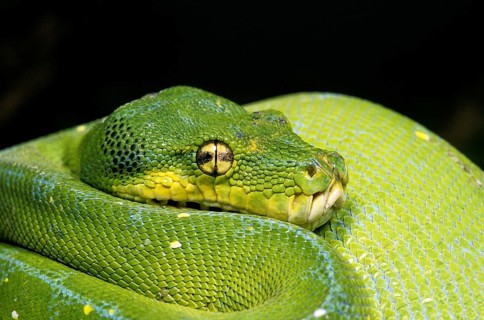 Green tree python