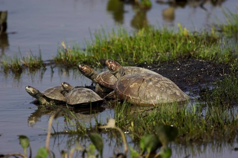 Side-necked turtle