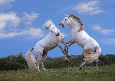 Camargue stallion