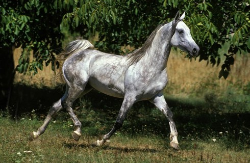 Arabian