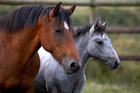 Connemara Pony