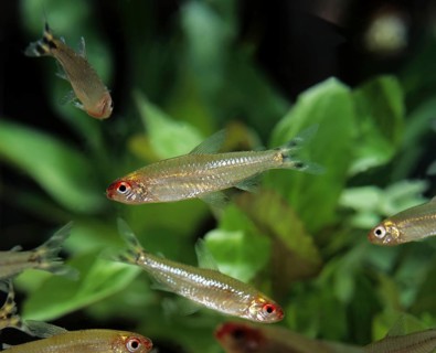 Red Nose Tetra