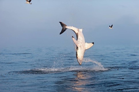 Great white shark
