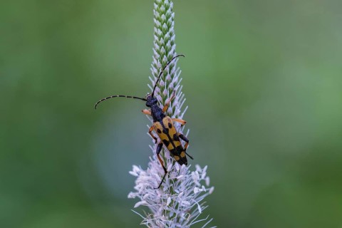 Spotted longhorn