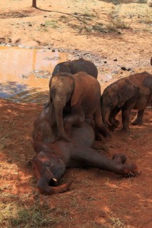 Elephant orphans playing