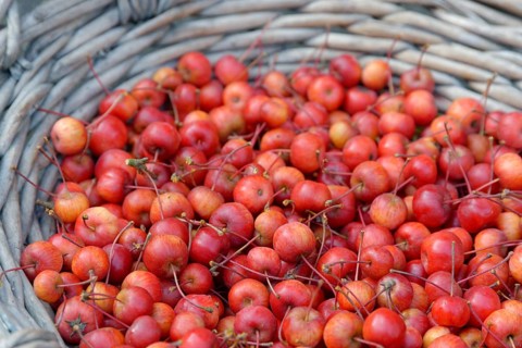 Fruits of the European crab apple
