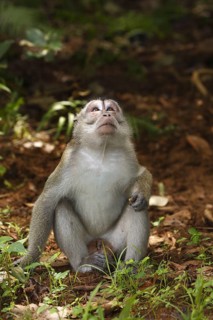Crab-eating macaque