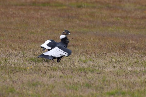 Andean Condor