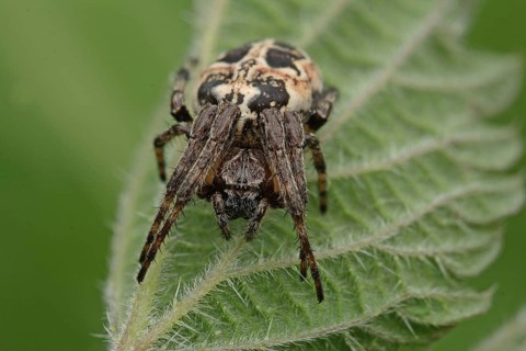 Reed wheel spider