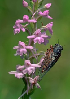 Mountain Cicada