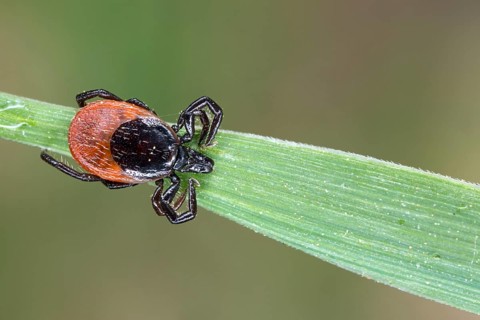 Deer Tick