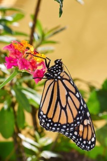 Monarch butterfly