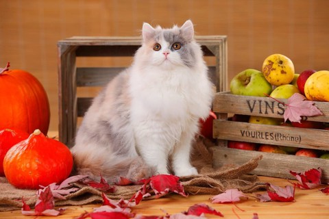 British Longhair