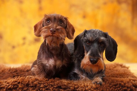 Dwarf greyhound dachshund