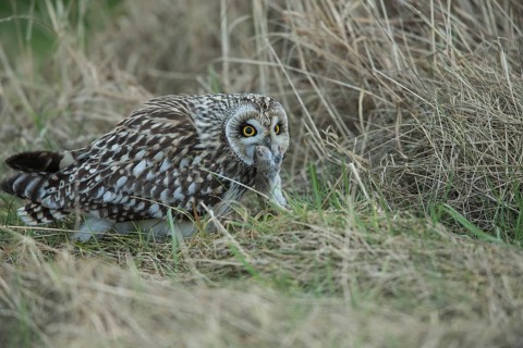 Short-eared Owl