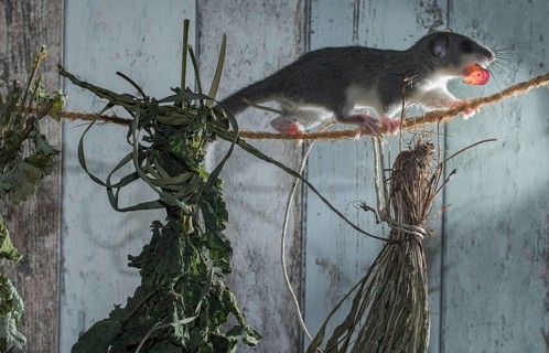Fat Dormouse