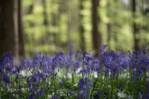 Bluebells