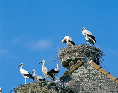White stork