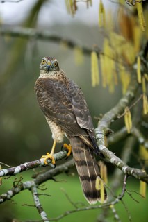 EUROPEAN SPARROWHAWK