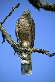 European Sparrowhawk