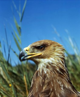 Imperial Eagle