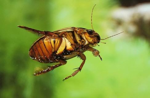 GREAT DIVING BEETLE