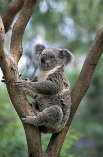 Koala