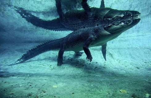 Australian Saltwater Crocodile